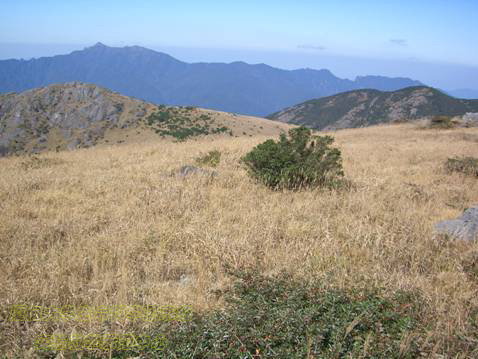 高山草甸.jpg